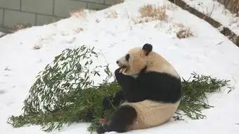  新华地方