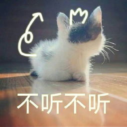  有猫咪的表情包吗可爱点的,