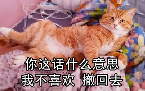  催婚问工资就算了,还要劝我把猫扔掉恕我胖虎拒绝