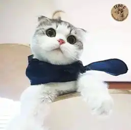 幸福田园生活萌照治愈系猫猫  幸福田园生活萌照治愈系猫猫