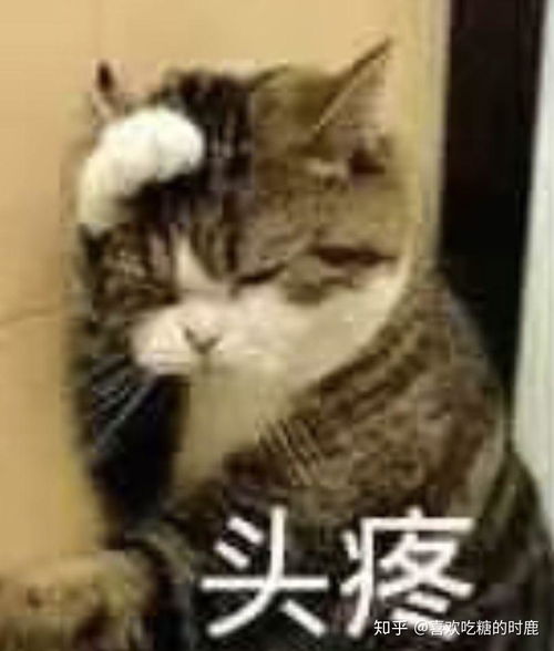  有什么带猫的适合男生用的头像
