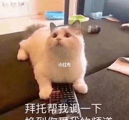  海归学霸崇尚美式恋爱,大胆求爱一日女友,遭网友疯狂嘲讽留学生男女关
