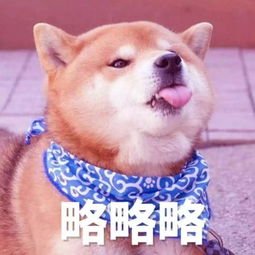  用了那么多年宠物表情包,你知道它们本尊都是谁吗,哈哈哈笑死个人