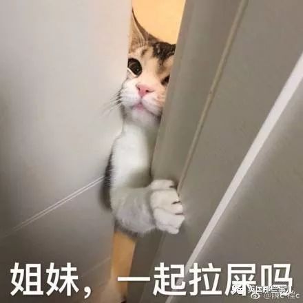 自制微信表情包可爱猫咪