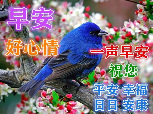  9张鸟语花香漂亮早上好动态表情包,不打字早晨好动态美图请您欣赏