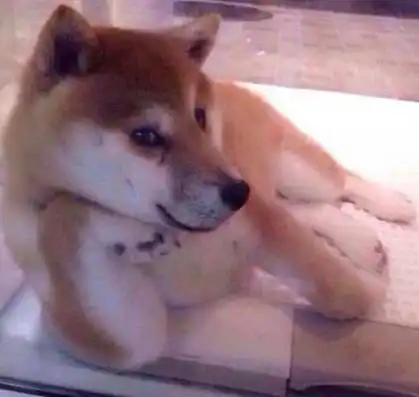 柴犬斜眼表情包单身汪