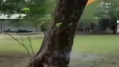  这就是树包火树干被雷电击中后出现的奇景,现在很难遇到了