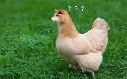 不好意思鸭表情包不好意
