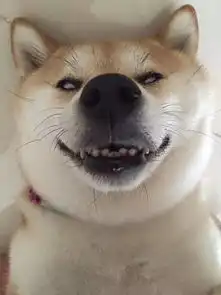  我的表情包去世了