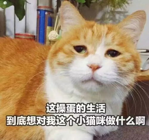  深圳天气又翻脸春节前两波冷空气正在路上....明后天还有雨雨雨