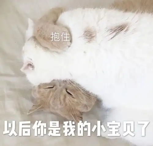 kino猫表情包情头