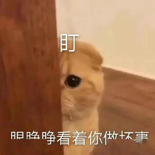  搞笑斗图表情包你背着我和别人排位