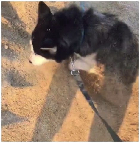 狗埋沙子进嘴里表情包