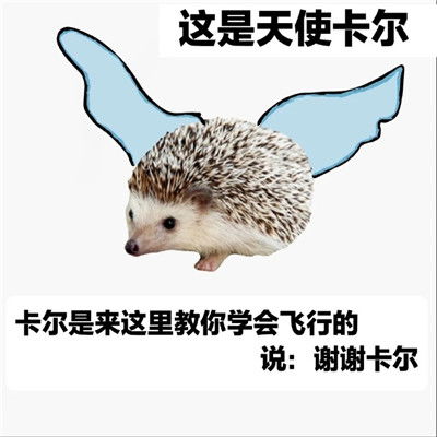  2021最新刺猬卡尔表情包大全谢谢你卡尔超级实用的文字表情合集