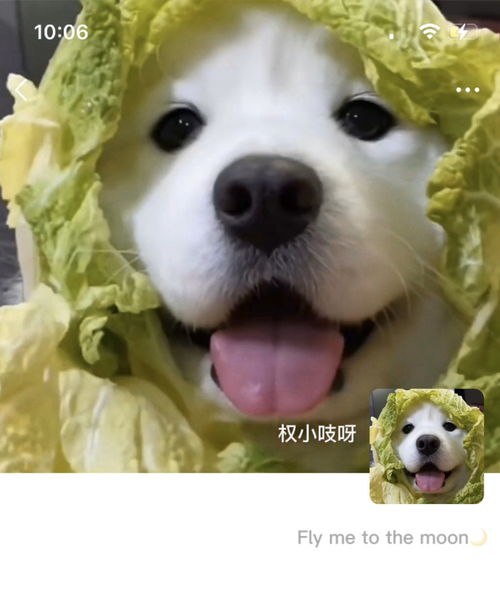  菜狗头像,用了就不会被队友骂了
