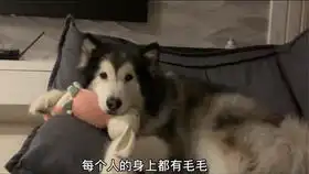  每个人的身上都有毛毛哈哈哈