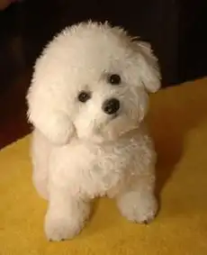  图北京比熊幼犬多少钱一只北京哪里有卖比熊比熊价格北京宠物狗