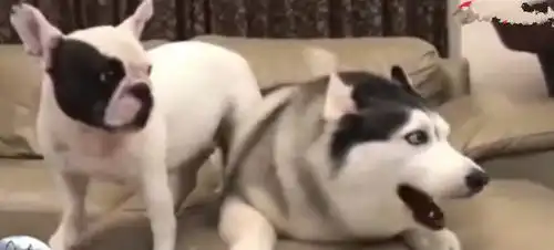 哈士奇和斗牛犬抢沙发,二哈吵不过斗牛,脸上的表情太经典 哈士奇和斗牛犬抢沙发,二哈吵不过斗牛,脸上的表情太经典