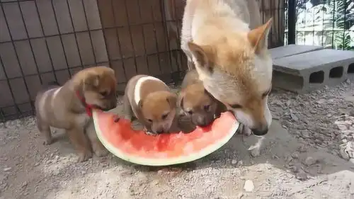  吃西瓜的柴犬父子,吃的真香啊