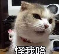  养猫新手请注意,小猫其实并不好养