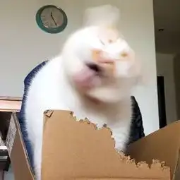  猫偷吃纸箱子,被主人发现后...