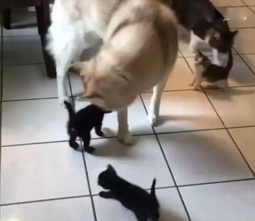  家里猫咪生了小崽儿,二哈一改莽撞形象,让主人有点不适应