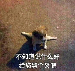  见过猫咪劈叉吗这年头不会点才艺都当不了萌宠,网友新物种
