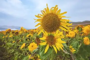 走在乡村的小路上,9月丰宁坝上溜溜车  走在乡村的小路上,9月丰宁坝上溜溜车