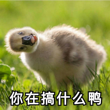 冲鸭类似的表情包苦儿