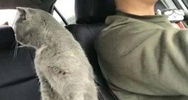  主人正在开车,猫咪突然伸爪搭肩,谁注意到后座猫的表情