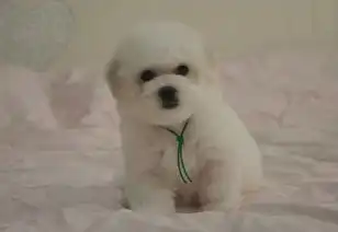  成都精品可爱比熊乖巧甜美不掉毛可当面交易可托运