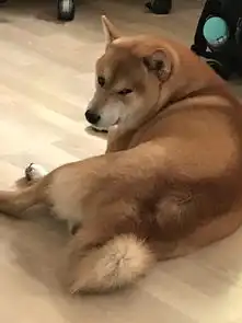  网友故意和男友秀恩爱不理柴犬,这货竟然真的吃醋