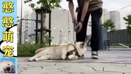 憨憨的日常,表情这一块拿捏的死死的,逗你笑了没 憨憨的日常,表情这一块拿捏的死死的,逗你笑了没