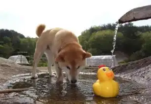 碾死我表情包柴犬