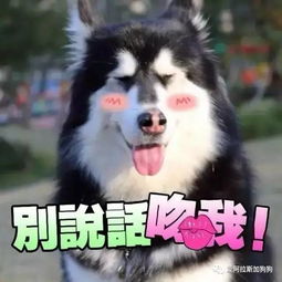  阿拉斯加表情包,阿拉粉斗图必备