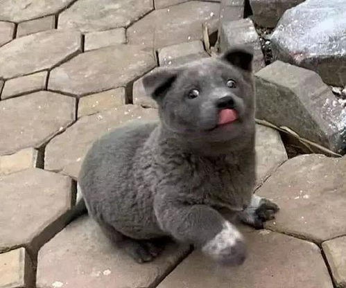  蓝猫被二哈霍霍后,生下了不知名物种二哈这锅我可不背