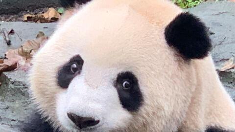  没见过胖熊猫上树吗肉姐真是一身肉啊