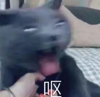  有没有能表达恶心的表情包