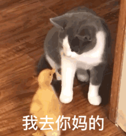  热门表情包图片动图gif