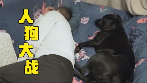  大黑狗饭盆被打翻,对主人提出无理要求,表情太可爱了