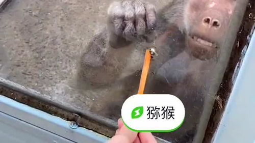  这猴子太有意思了,性情暴躁表情到位,上辈子一定是个人吧
