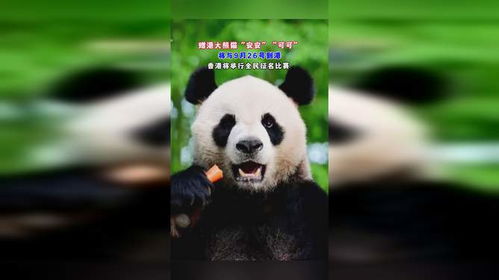  赠港大熊猫安安可可将与9月26号到港香港将举行全民征名比赛