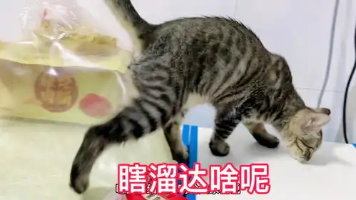 小奶猫这小坏蛋每天都想怎么能再淘气一些,还有哪没上去过