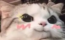  返图先返表情包手动狗头