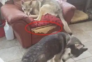  二哈跟狼犬打架,一开始超凶后来却秒怂,小表情笑哭主人