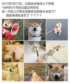  悼念表情包柴犬之前,是不是应该先了解一下事实