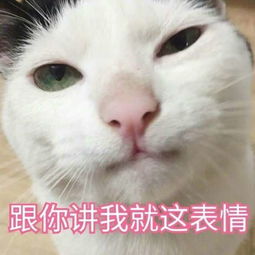  猫咪要亲亲表情包猫咪要亲亲表情包无水印大全
