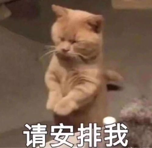  小年小年,回家过年
