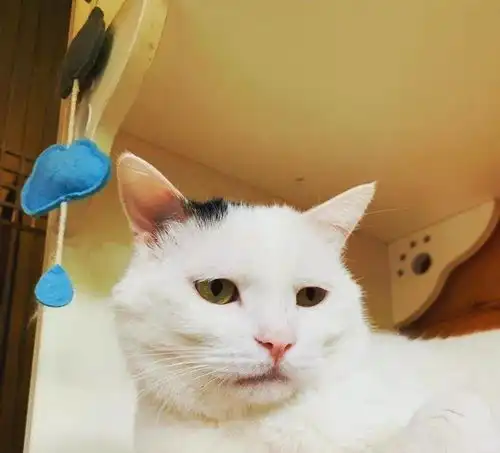  奶牛猫都是什么来着社会你球哥,喵狠表情多