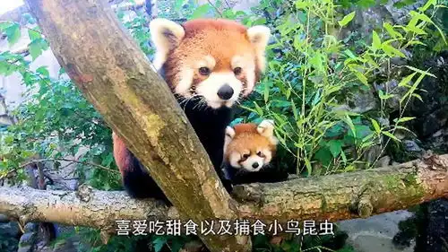  超萌小熊猫图片超萌小熊猫图片大全